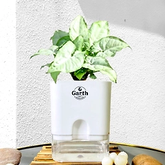 Syngonium White Plant