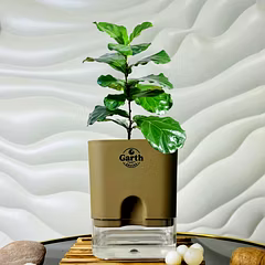Fiddle Leaf  Fig