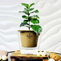 Fiddle Leaf  Fig