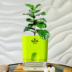 Fiddle Leaf  Fig