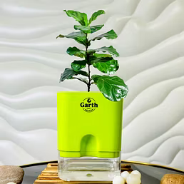 Fiddle Leaf  Fig
