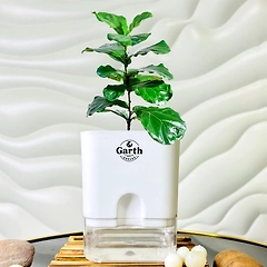 Fiddle Leaf  Fig