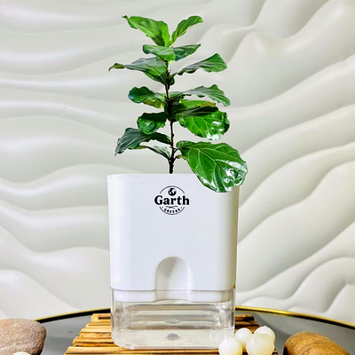 fiddle leaf fig
