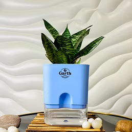 Buy Green Snake Plant with Self- Watering Pot