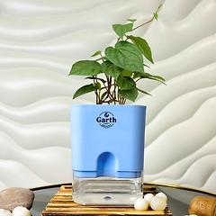 Magai Pan Plant