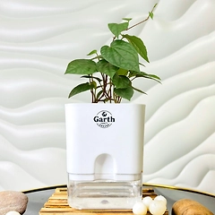 Magai Pan Plant