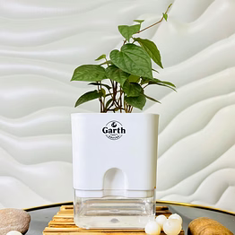 magai pan plant