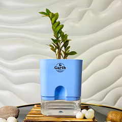 Zamia Green – ZZ Plant