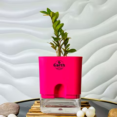 Zamia Green – ZZ Plant
