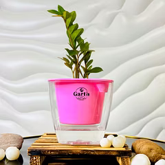 Zamia Green – ZZ Plant