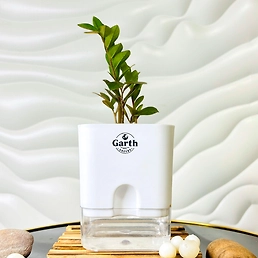 Zamia Green – ZZ Plant