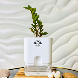 zamia green – zz plant
