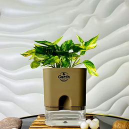 Money Plant Variegated