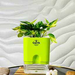 Money Plant Variegated