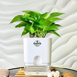 Money Plant Green