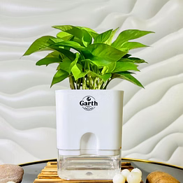 money plant green