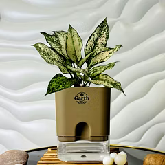 Aglaonema White Plant