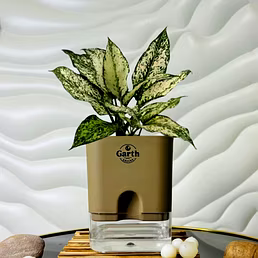 Aglaonema White Plant
