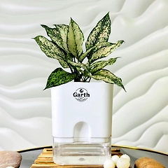 Aglaonema White Plant