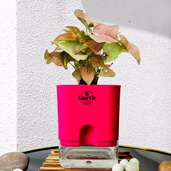 Syngonium Bronze Plant