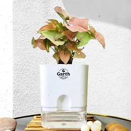 Syngonium Bronze Plant