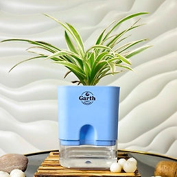 Spider Plant with Self Watering Pot