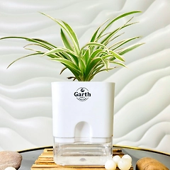 Spider Plant
