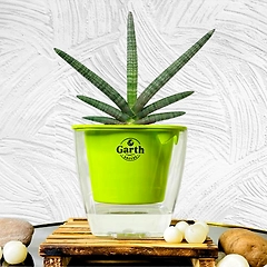 Sansevieria Cylindrica Sanke Plant with Self Watering Pot