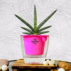 Sansevieria Cylindrica Sanke Plant with Self Watering Pot