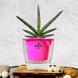 Sansevieria Cylindrica Sanke Plant with Self Watering Pot