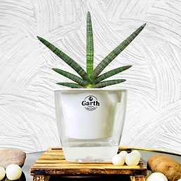 Sansevieria Cylindrica Sanke Plant with Self Watering Pot