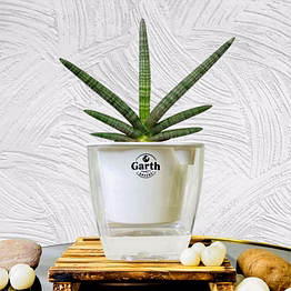 sansevieria cylindrica sanke plant with self watering pot