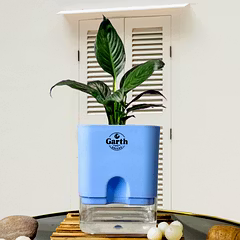 Spathe Peace Lily