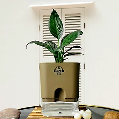 Spathe Peace Lily