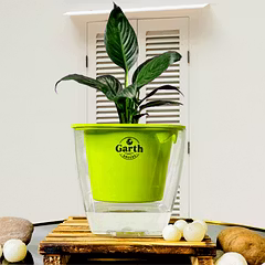 Spathe Peace Lily