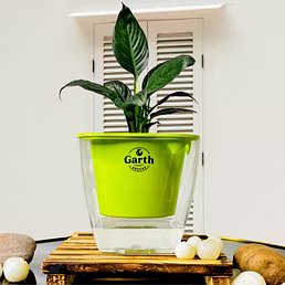 Spathe Peace Lily