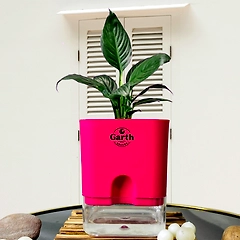 Spathe Peace Lily