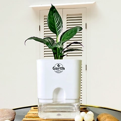 Spathe Peace Lily