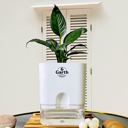 spathe peace lily