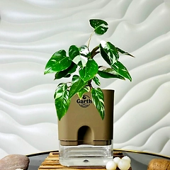 Philodendron White Princess