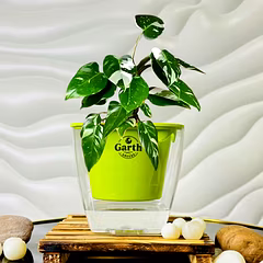 Philodendron White Princess