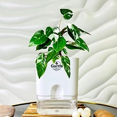 Philodendron White Princess