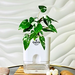 Philodendron White Princess