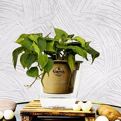 Oxicardium Veriegated