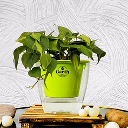 Oxicardium Veriegated