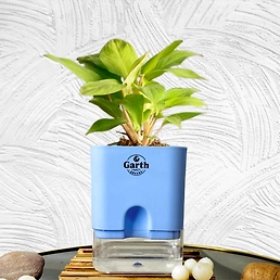 Philodendron Ceylon Plant