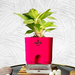 Philodendron Ceylon Plant