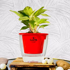 Philodendron Ceylon Plant