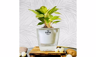 Philodendron Ceylon Plant