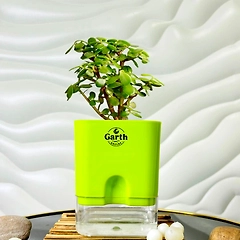 Jade Plant